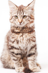 Obraz premium little kitten