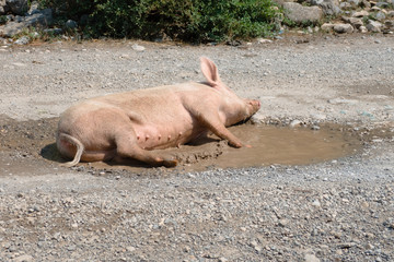 Sow In A Puddle