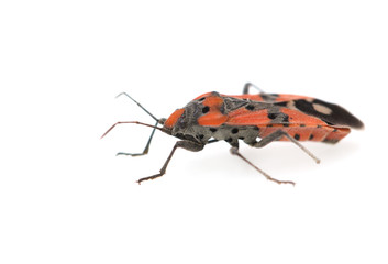 Firebug, Pyrrhocoris apterus on white background