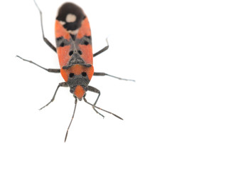 Firebug, Pyrrhocoris apterus on white background