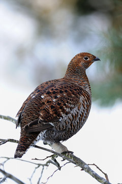 Birkwild, Winter