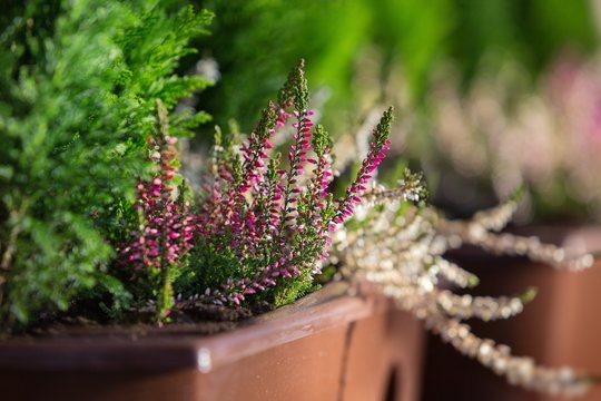 Purple Heather - Small Focus