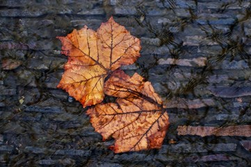 autumn leaves submerged in a stream