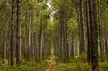 Nel bosco