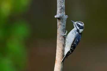 Downy Woodpecker (Picoides pubescens).