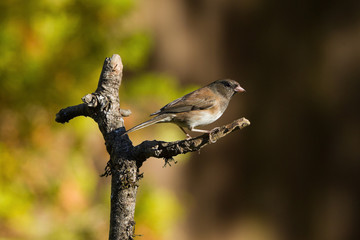 Dark-eyed Junco (Junco hyemalis)
