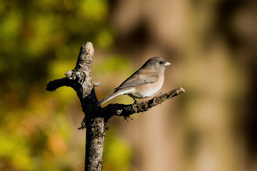 Dark-eyed Junco (Junco hyemalis)