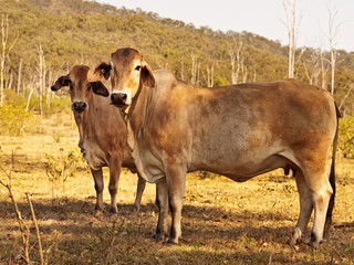 Two brahman zebu cows