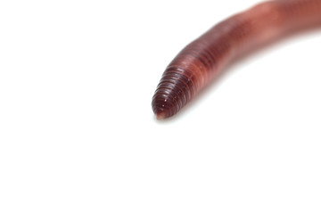 earthworm on a white background