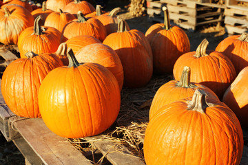 pumpkins on old wood