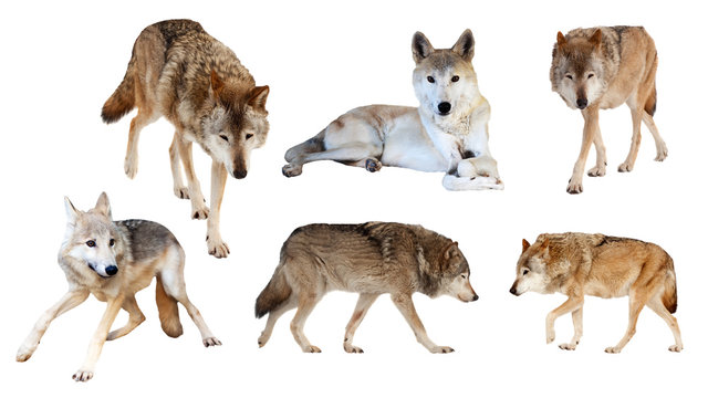 wolves  on white background