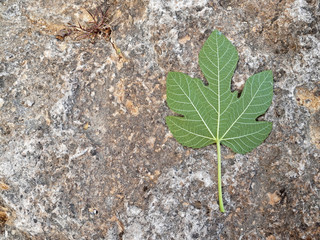 Fig leaf on rock