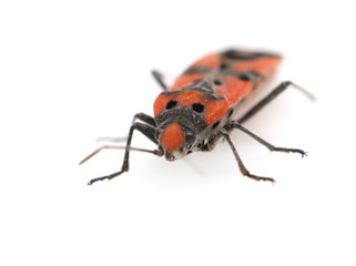 Firebug, Pyrrhocoris apterus on white background