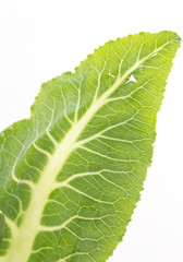 cabbage leaf. macro