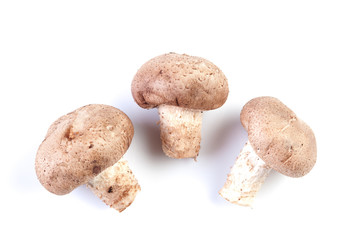 group of porcini mushrooms on white