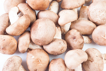 group of porcini mushrooms on white