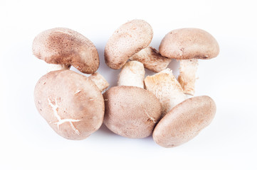 group of porcini mushrooms on white