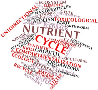 Word cloud for Nutrient cycle