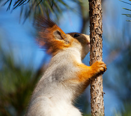 Squirrel