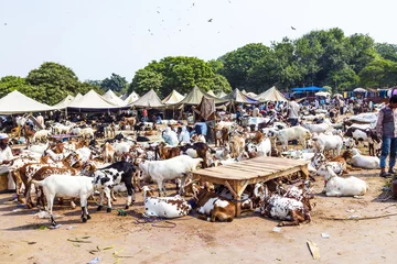 Foto auf Acrylglas goats for selling at the bazaar © travelview