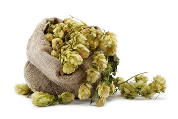 Hops in a bag isolated on white background.