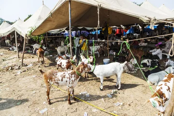  goats for selling at the bazaar © travelview