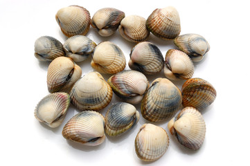 fresh shells, common cockle, on white background
