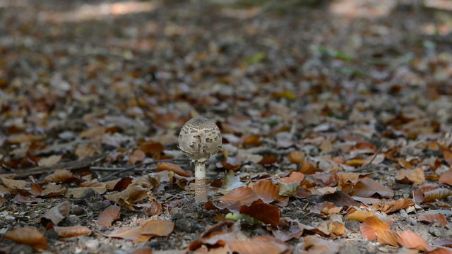 Frau auf Pilzsuche im Wald findet Riesenschirmpilz.