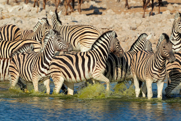 Fototapeta na wymiar Zebry Plains w wodzie, Etosha National Park