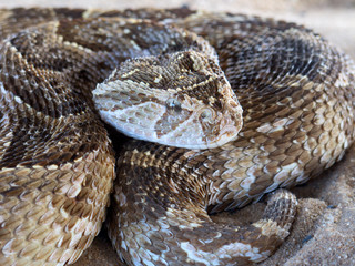 Puff adder (Bitis arietans) snake ready to strike