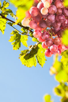 Red grapes