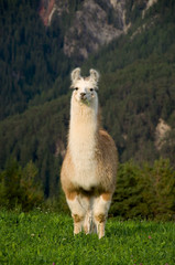 Lama © VRD