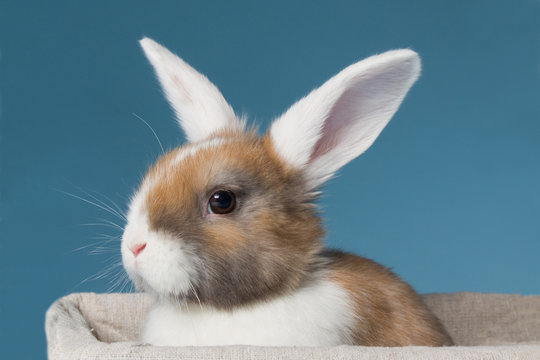 Young white-eared mini-lop rabbit  in the studio
