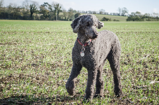 Standard Poodle in Large Field  - Grey coat (known as blue)