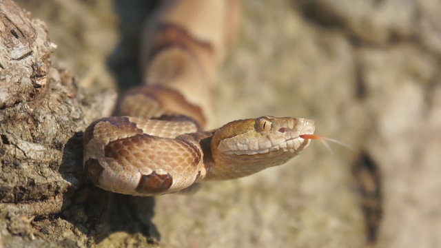 Copperhead Snake