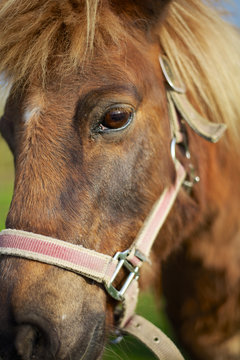 Horse Close Up