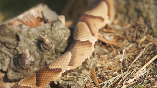 Copperhead Snake