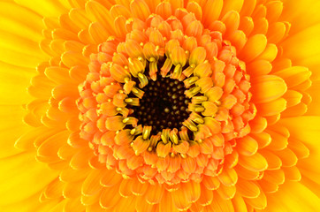 Macro close-up of yellow Gerber Marigold Flower