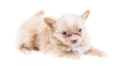Obraz premium Funny puppy Chihuahua poses on a white background
