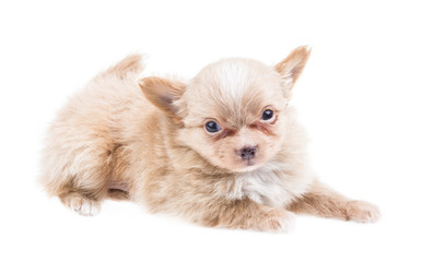 Funny puppy Chihuahua poses on a white background