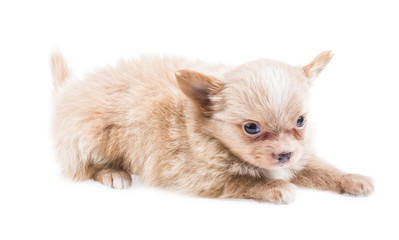 Fototapeta na wymiar Zabawna puppy Chihuahua stwarza na białym tle