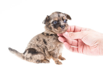 Funny puppy Chihuahua poses on a white background