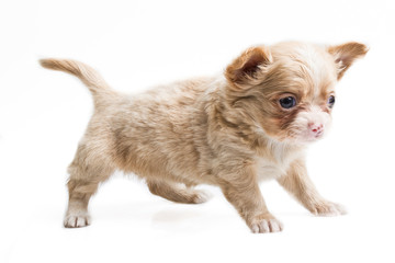 Funny puppy Chihuahua poses on a white background