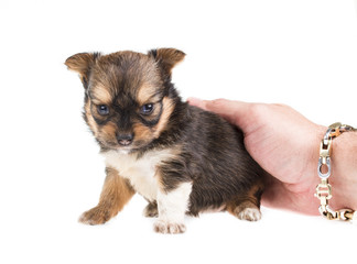 Funny puppy Chihuahua poses on a white background