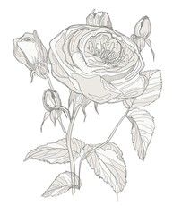 rose