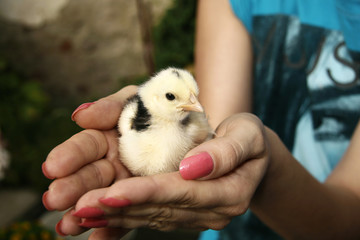 Hands holding a little chick