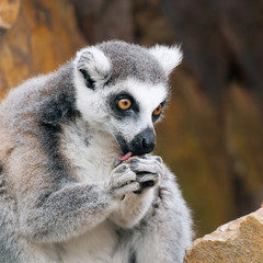 Naklejka na ściany i meble Lemur katta
