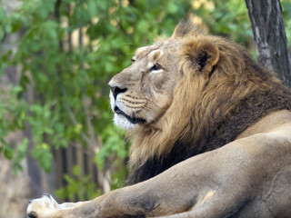 A lion head