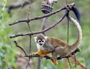 The common squirrel monkey (Saimiri sciureus)