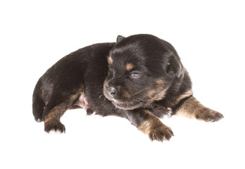 Fototapeta premium Funny puppy Chihuahua poses on a white background